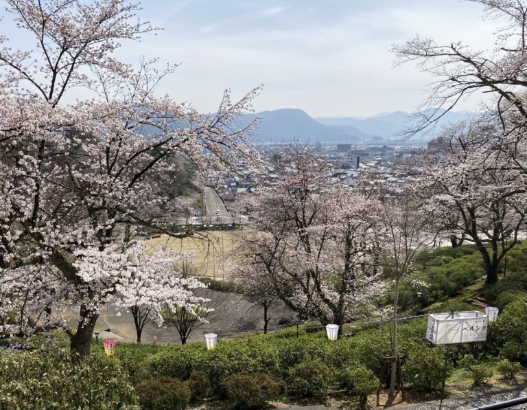 西山公園は桜が綺麗 ２０２１ ツツジまつりは 西山動物園のレッサーパンダも可愛い ほっと花咲くブログ