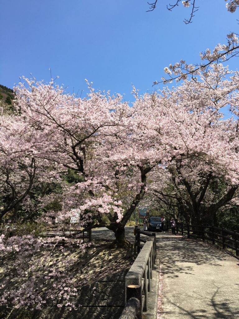 ダムの桜①