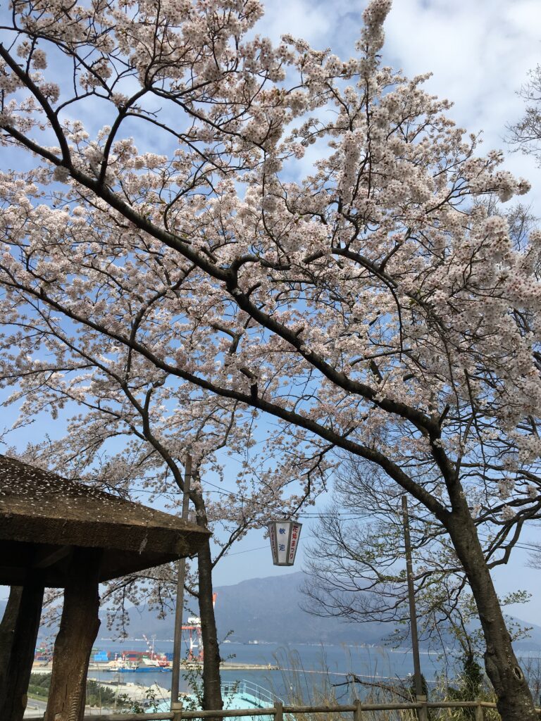 金ヶ崎桜