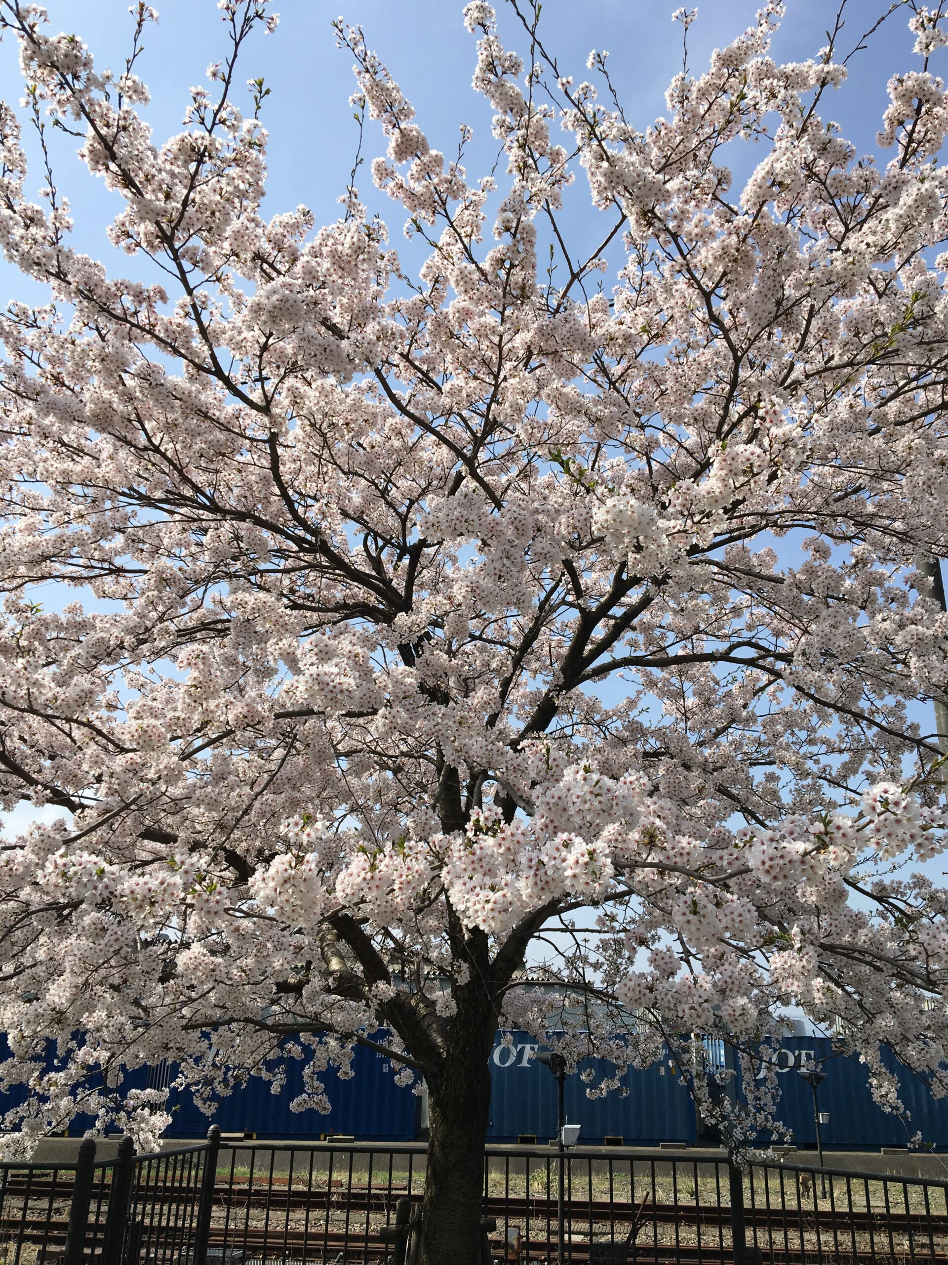 敦賀の桜