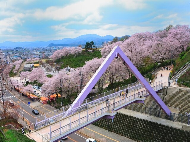 西山公園桜