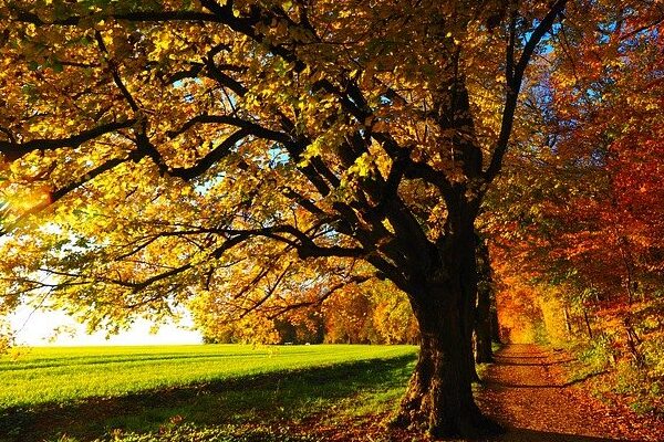 秋の樹